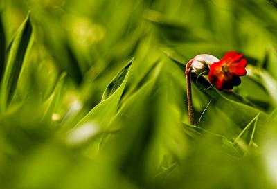 10th May 05 Red Cowslip