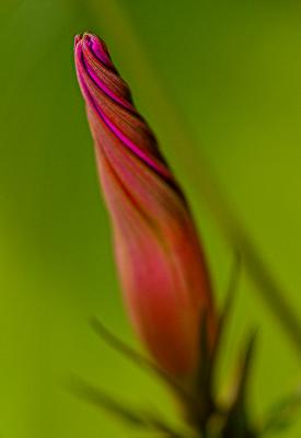 12th May 05 Spiral Bud