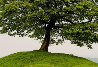 27th May 2005 Tree on Knoll