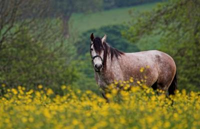 u26/falcn/medium/43947385.buttercuphorse2.jpg