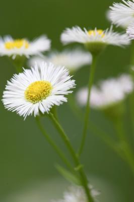 Depth of field exercise