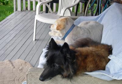 squirrel_watchin.jpg