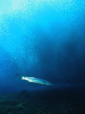 Barracuda e as sardinhas