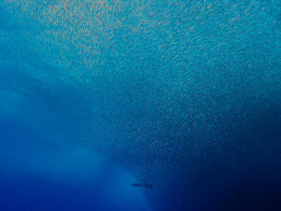 Barracuda e as sardinhas