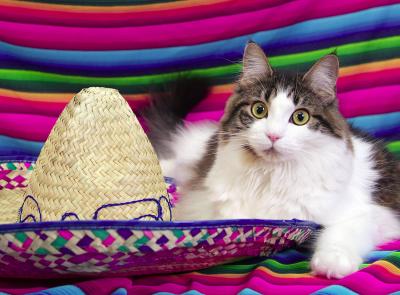 Cinco de Mayo (tres)