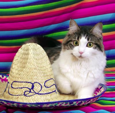 Cinco de Mayo (dos)
