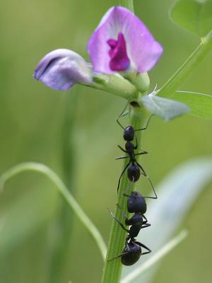 Camponotus vagus
