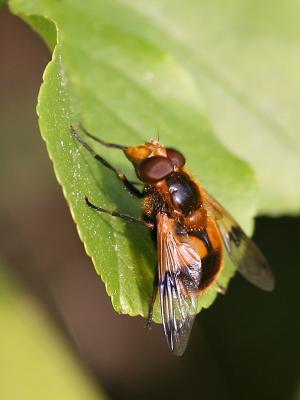 Volucella sp.