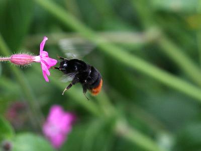 Bombus lapidarius