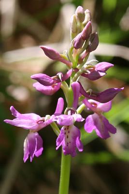 Orchis palustris