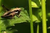 Young katydid