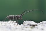 Cerambycidae sp.