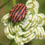 Graphosoma italicum