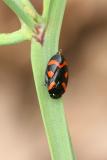 Cercopis vulnerata
