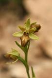 Ophrys sphegodes