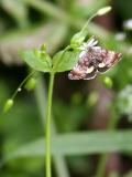 Anarta myrtilli