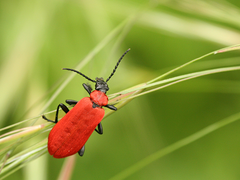 Pyrochroa coccinea
