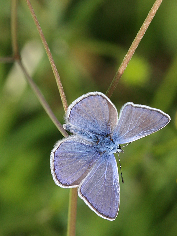 Polyommatus icarus