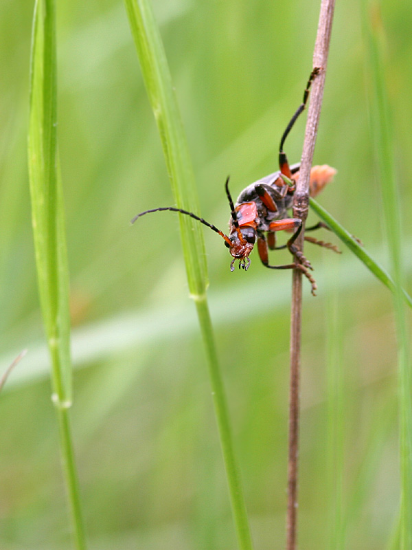 Cantharis rustica