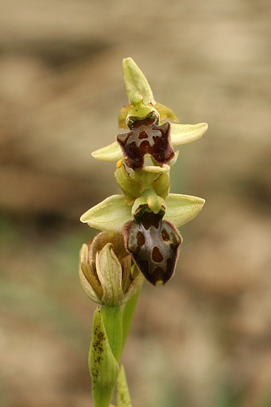 Ophrys tarquinia