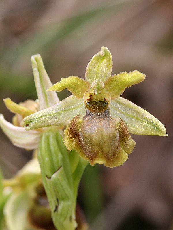 Ophrys sphegodes