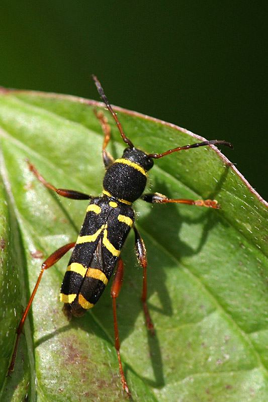 Clytus arietis