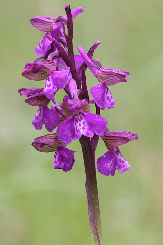 Orchis morio