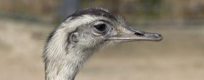 IL1P2247-raw-crop-FLEXS-5m_v2.2.jpg