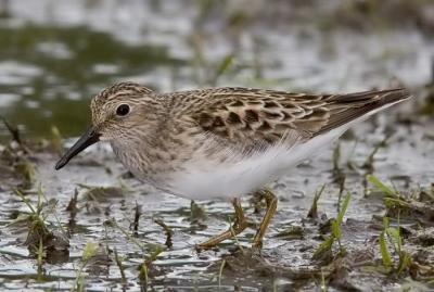 Least Sandpiper