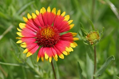 IMG_9185_roadside_wildflower.jpg