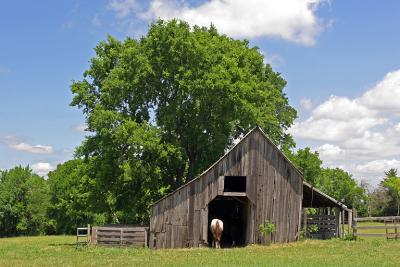 IMG_9208_Collin_County_horse.jpg