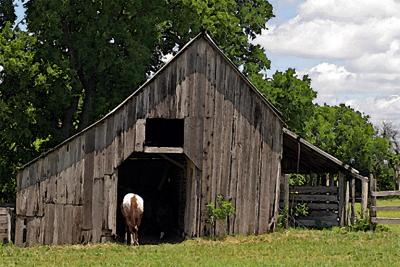 IMG_9208_Collin_County_horse_watercolor.jpg