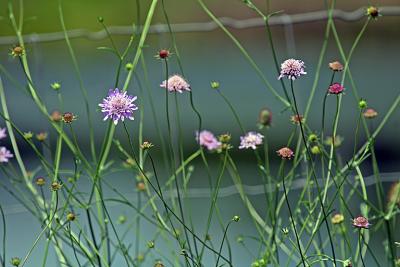 IMG_9323_roadside_wildflowers.jpg