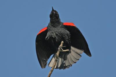IMG_9354_red-winged_blackbird.jpg