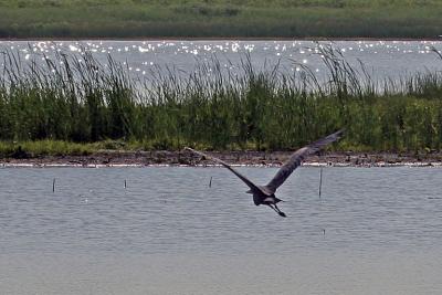 IMG_9397_blue_heron.jpg