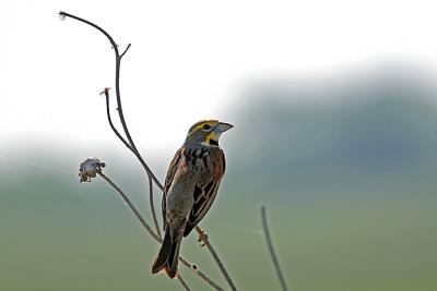 IMG_9411_Dickcissel.jpg