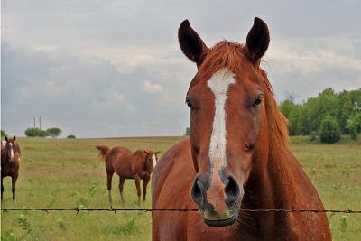 IMG_9521_Grayson_County_horses.jpg