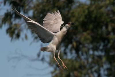 Black-crowned Night Herons 2005
