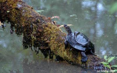 Pond Turtle