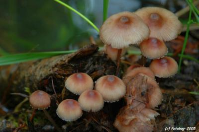 Mushrooms at the pond
