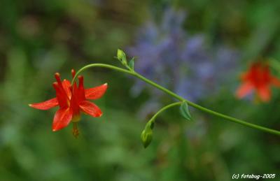 Flower in the park