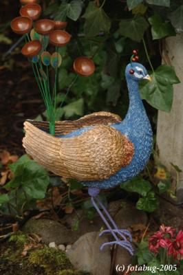 The rare native Oregon Peacock with rain cups