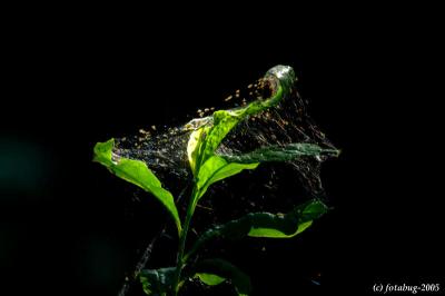 Leaves and web