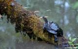 Pond Turtle
