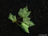 Wet leaves and pavement