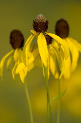 Coneflowers