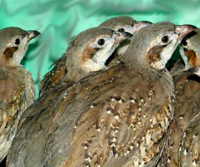 Chukars 2.jpg