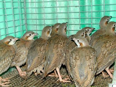 Chukars.jpg