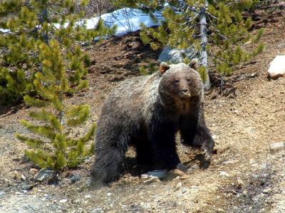 A Grizzly on Icefield Parkway