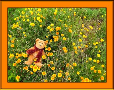 Taking a nap in a field of California Poppies!